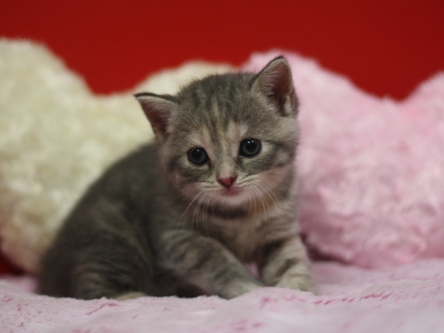 スコティッシュフォールドの子猫画像