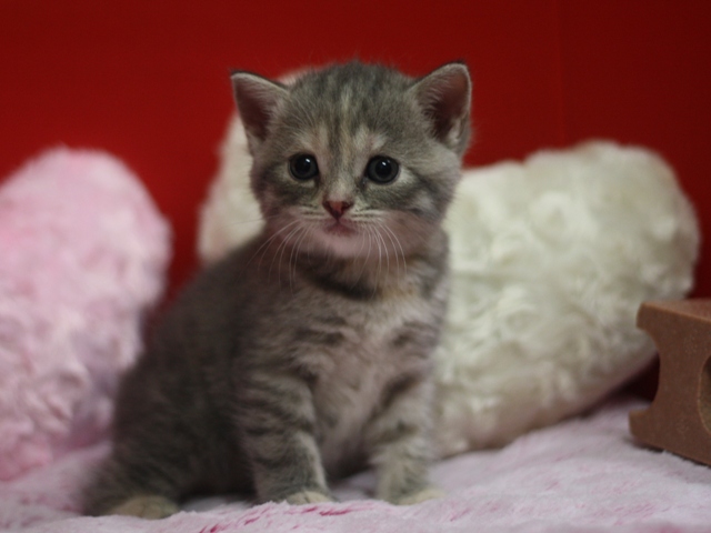 スコティッシュフォールドの子猫画像