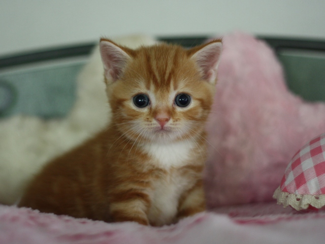 スコティッシュフォールドの子猫画像