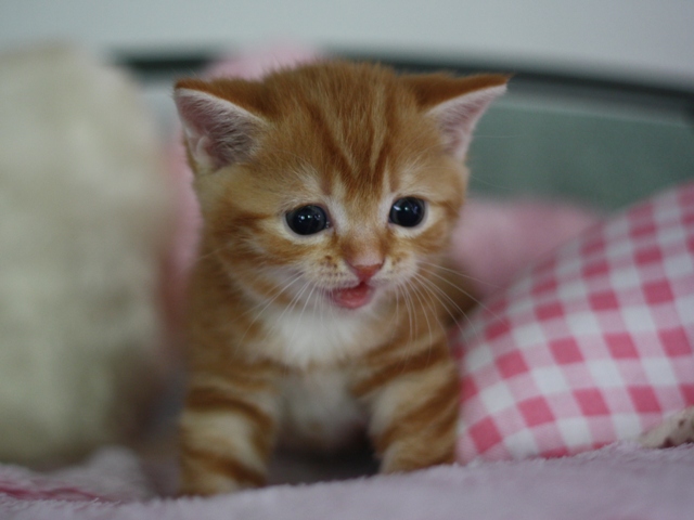 スコティッシュフォールドの子猫画像