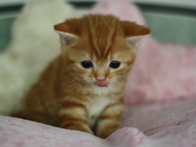スコティッシュフォールドの子猫画像