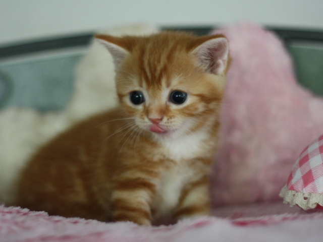 スコティッシュフォールドの子猫画像