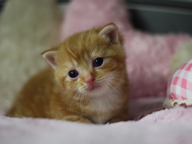 スコティッシュフォールドの子猫画像