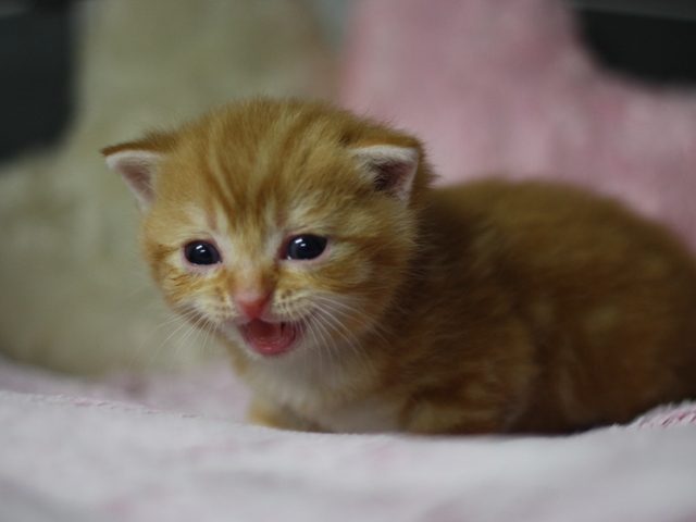 スコティッシュフォールドの子猫画像