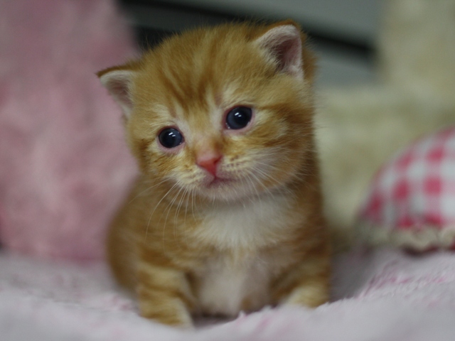 スコティッシュフォールドの子猫画像