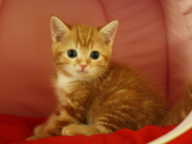 スコティッシュフォールドの子猫画像