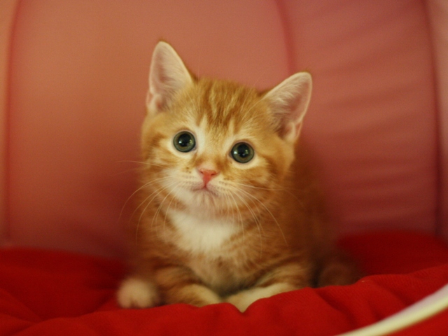 スコティッシュフォールドの子猫画像
