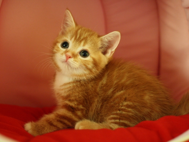 スコティッシュフォールドの子猫画像