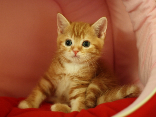 スコティッシュフォールドの子猫画像