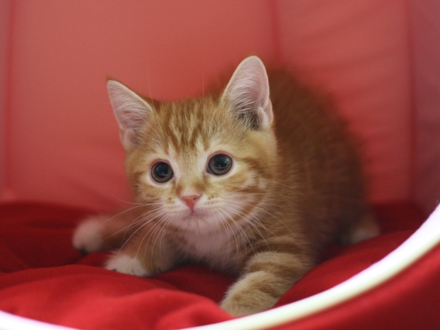 スコティッシュフォールドの子猫画像