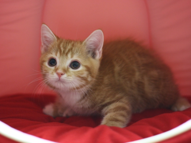 スコティッシュフォールドの子猫画像