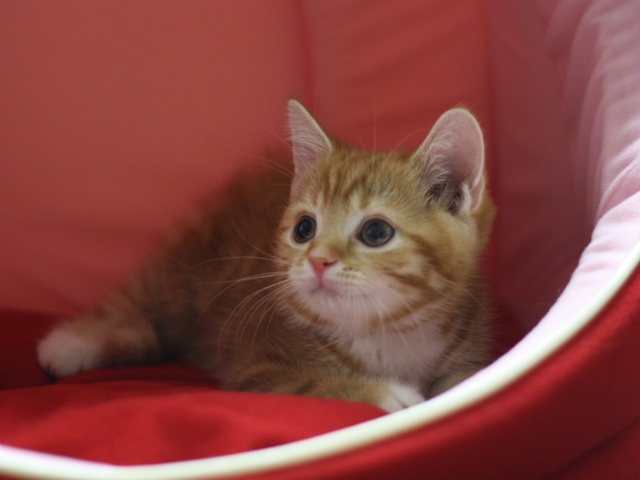 スコティッシュフォールドの子猫画像