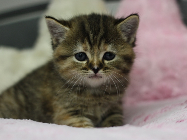 スコティッシュフォールドの子猫画像
