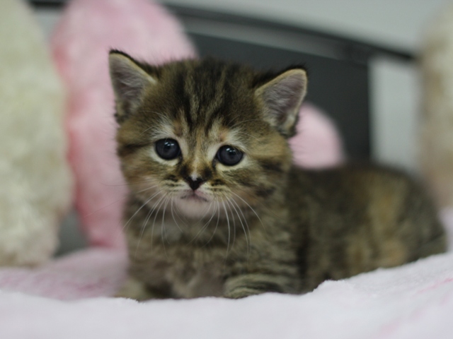 スコティッシュフォールドの子猫画像