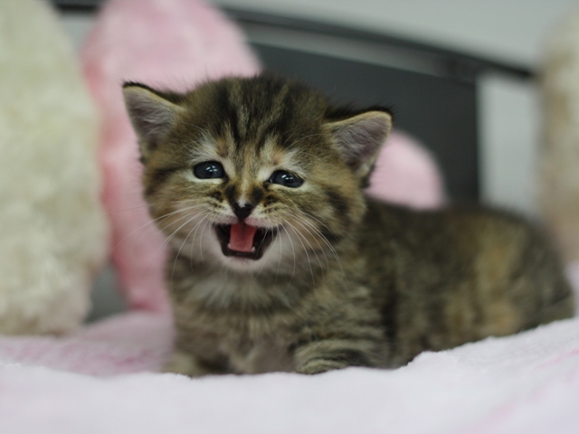 スコティッシュフォールドの子猫画像
