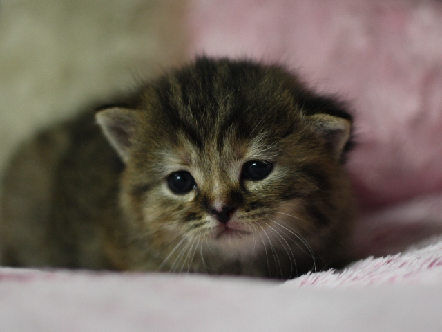 スコティッシュフォールドの子猫画像