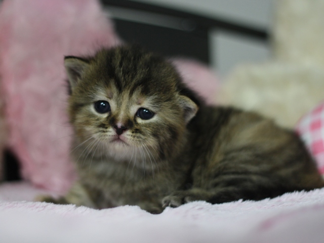 スコティッシュフォールドの子猫画像