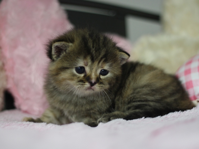 スコティッシュフォールドの子猫画像