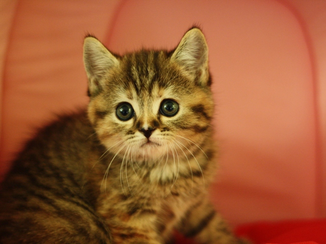 スコティッシュフォールドの子猫画像