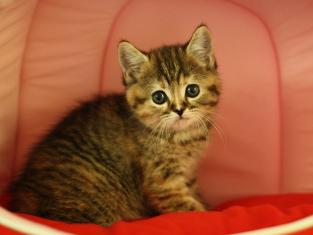 スコティッシュフォールドの子猫画像
