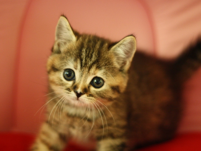 スコティッシュフォールドの子猫画像