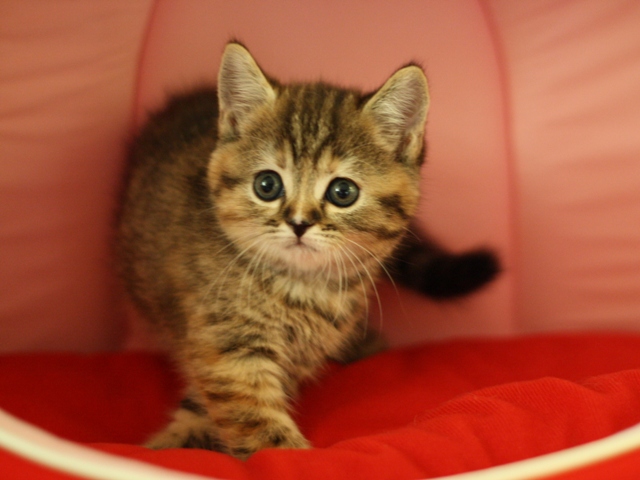 スコティッシュフォールドの子猫画像