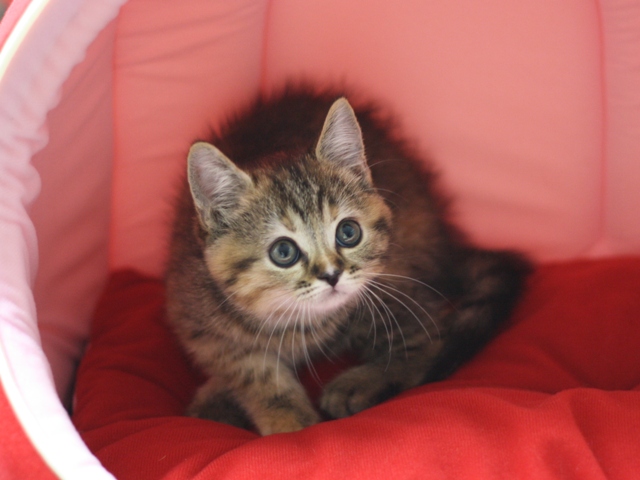 スコティッシュフォールドの子猫画像