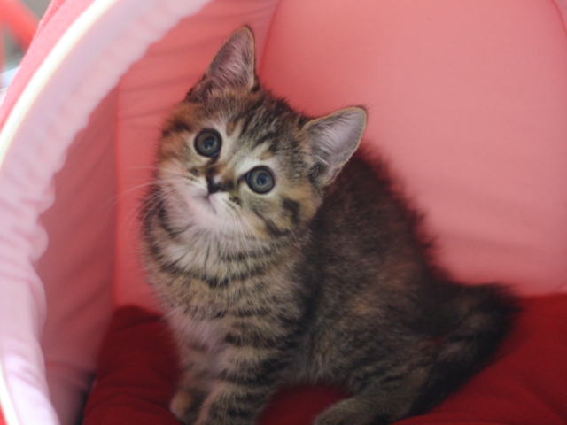 スコティッシュフォールドの子猫画像