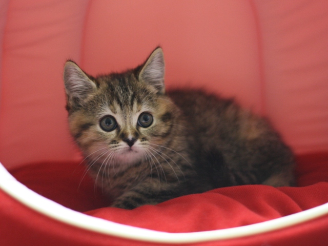 スコティッシュフォールドの子猫画像