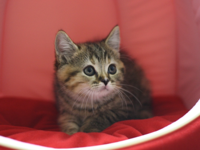 スコティッシュフォールドの子猫画像