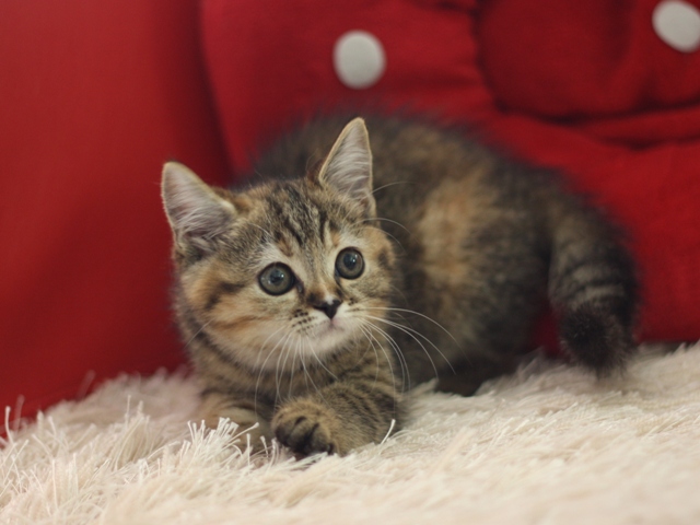 スコティッシュフォールドの子猫画像