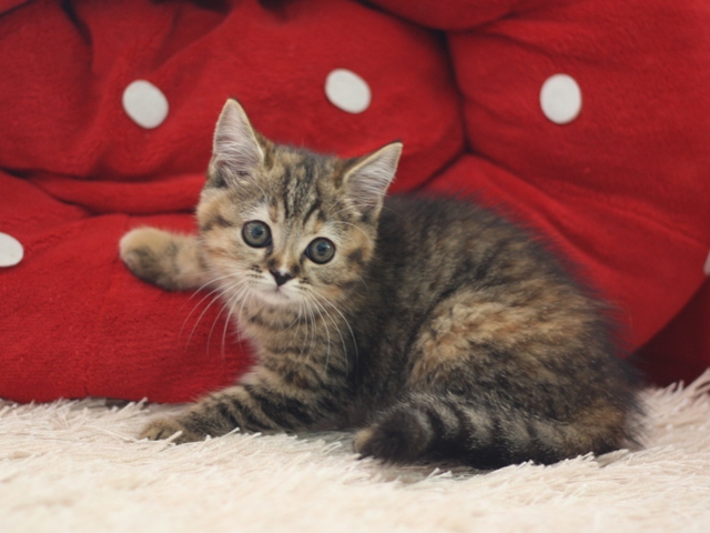 スコティッシュフォールドの子猫画像