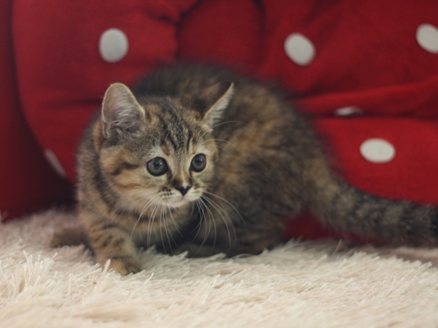 スコティッシュフォールドの子猫画像