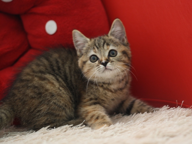 スコティッシュフォールドの子猫画像
