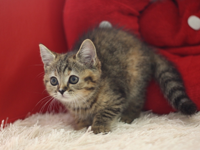 スコティッシュフォールドの子猫画像