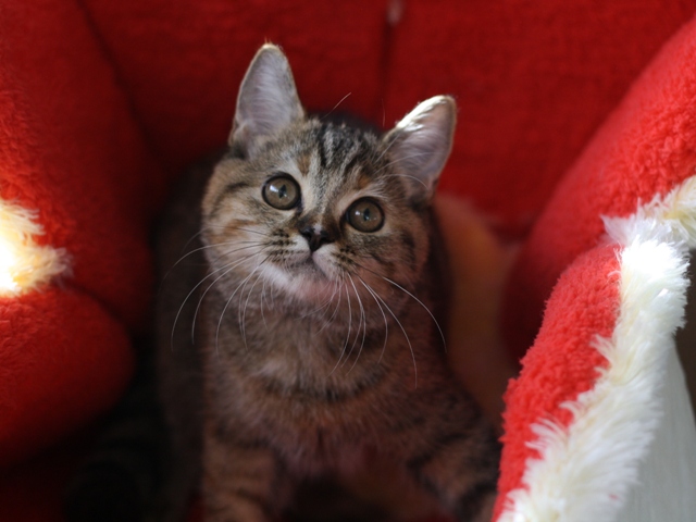 スコティッシュフォールドの子猫画像