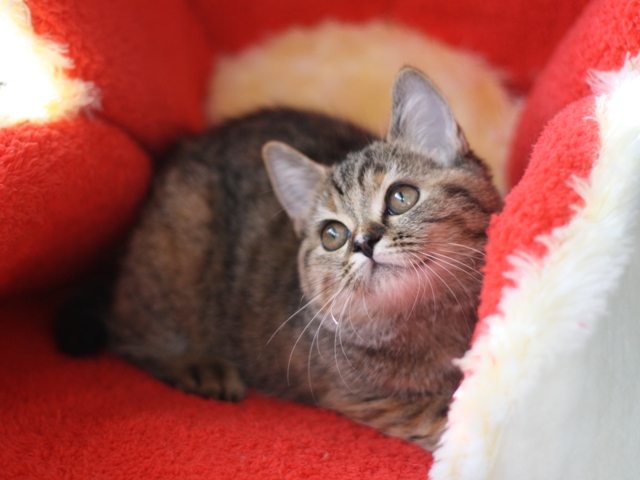 スコティッシュフォールドの子猫画像