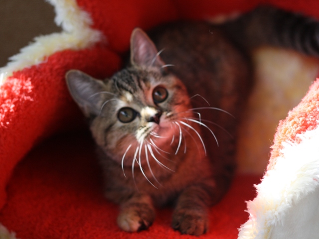 スコティッシュフォールドの子猫画像