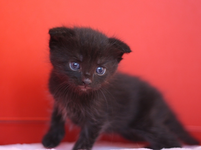 スコティッシュフォールドの子猫画像