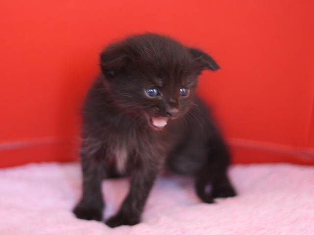 スコティッシュフォールドの子猫画像