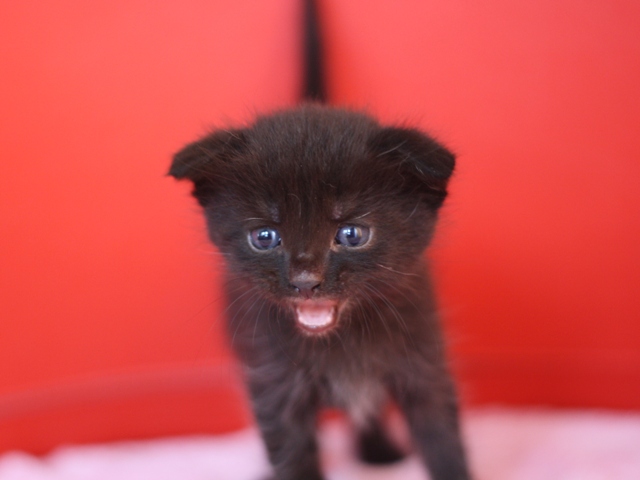 スコティッシュフォールドの子猫画像