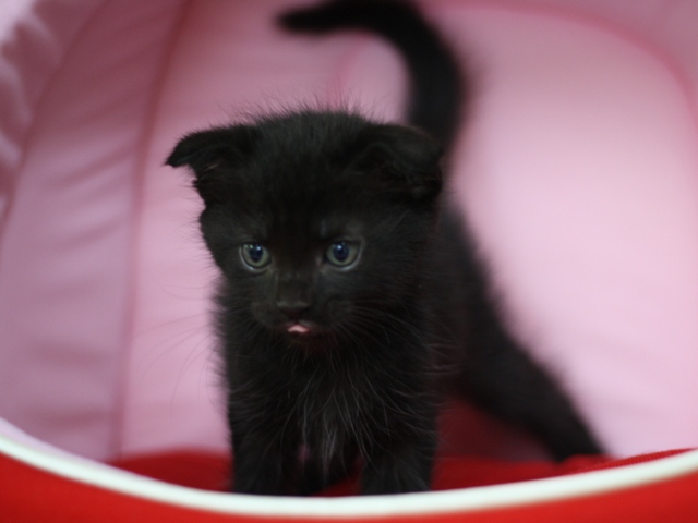 スコティッシュフォールドの子猫画像