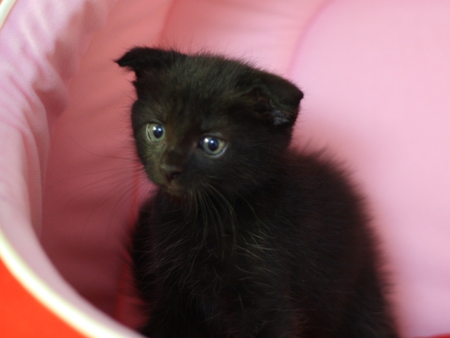 スコティッシュフォールドの子猫画像