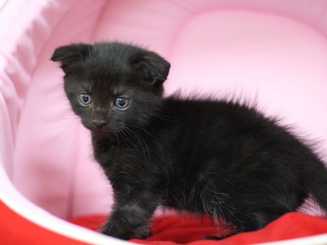 スコティッシュフォールドの子猫画像