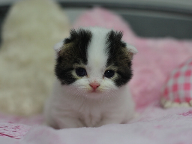 スコティッシュフォールドの子猫画像