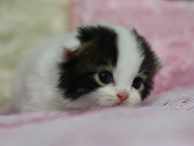 スコティッシュフォールドの子猫画像
