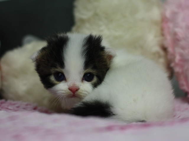 スコティッシュフォールドの子猫画像