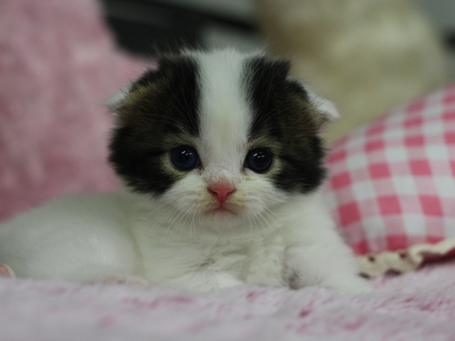 スコティッシュフォールドの子猫画像