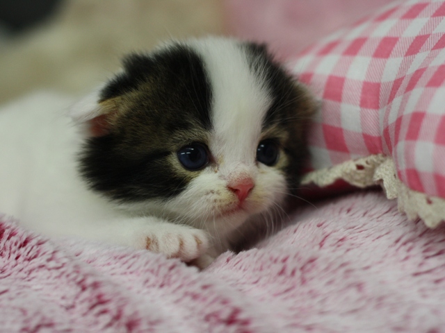 スコティッシュフォールドの子猫画像