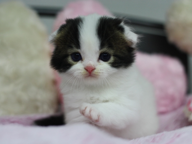 スコティッシュフォールドの子猫画像